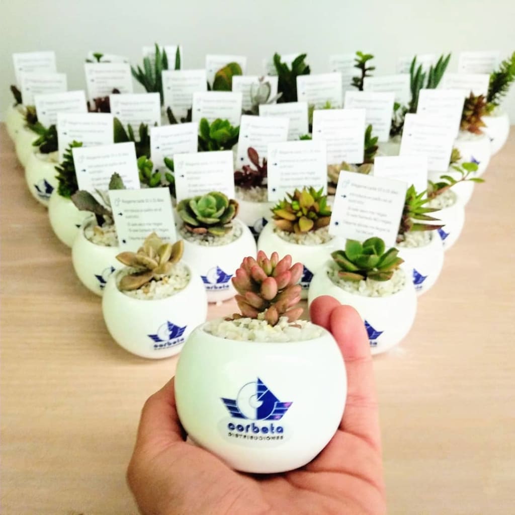 Recordatorio empresarial suculentas cerámica logotipo esfera 5x5cm Neea Flora